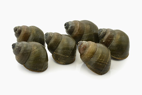 Burrié