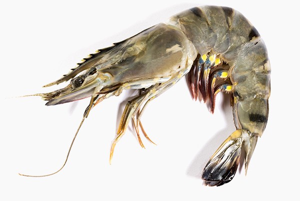 Camarão tigre gigante