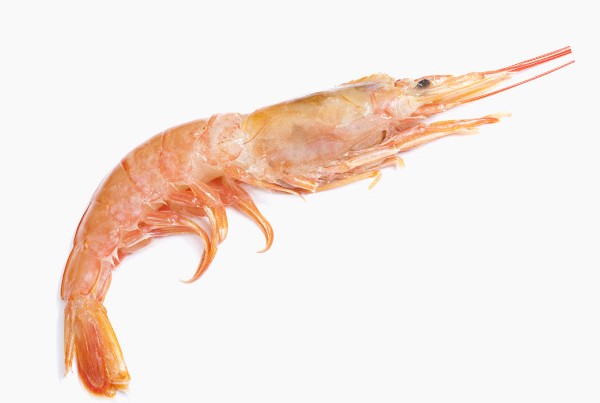 Gamba rosa