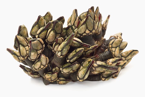 Percebes