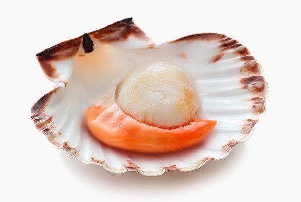 Vieiras